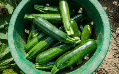 Spring Cleaning your Child’s Health